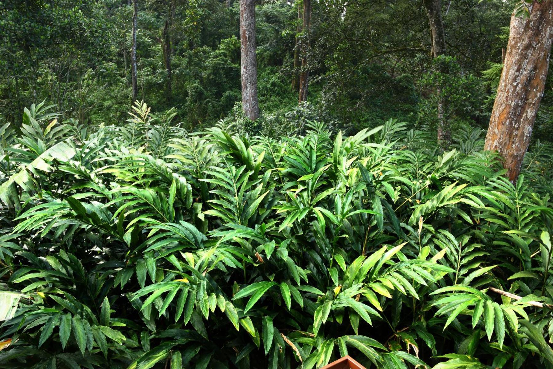 Green Shades Munnar Luaran gambar