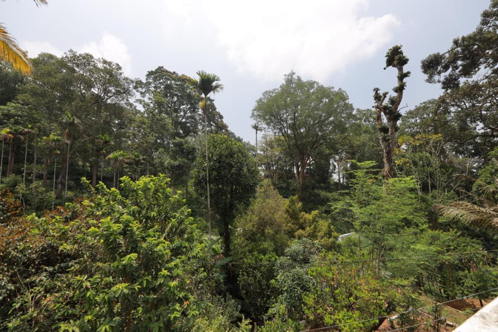 Green Shades Munnar Luaran gambar